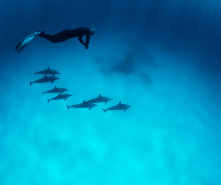 Snorkeling Day Satayh Dolphins Reef