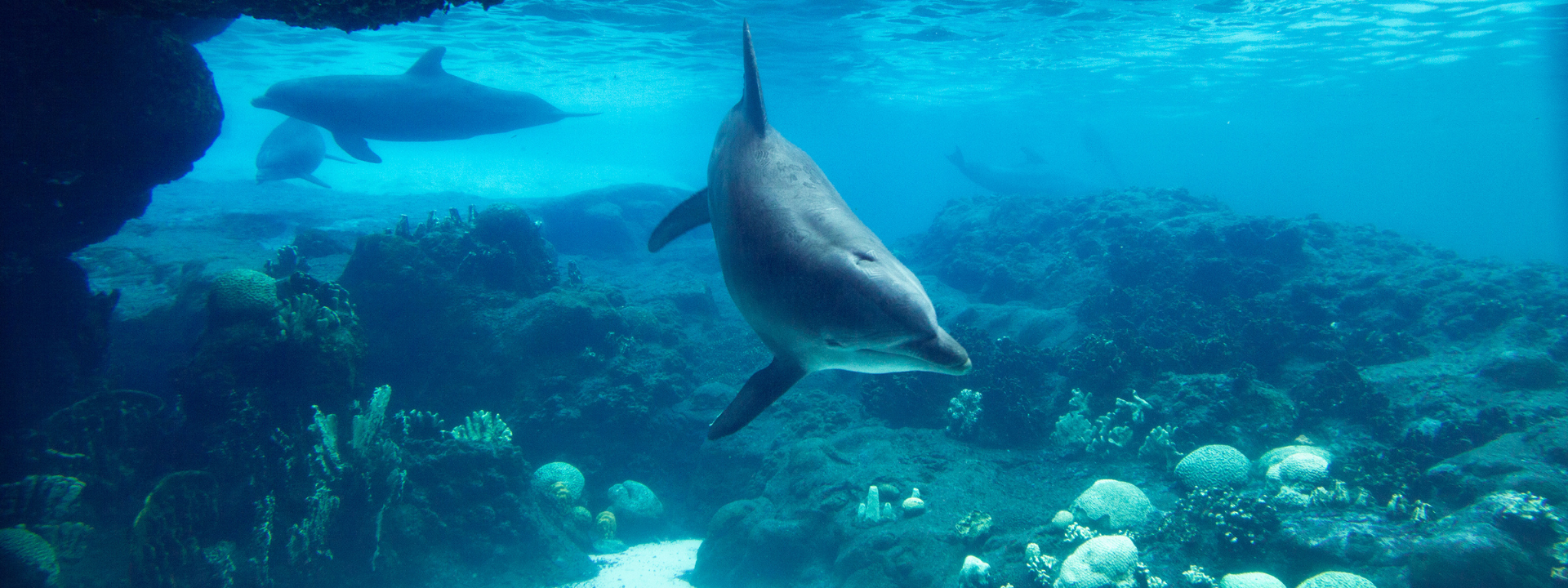 Snorkeling Day Satayh Dolphins Reef